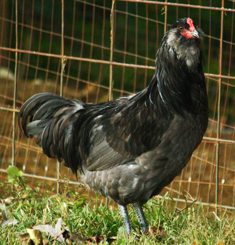 Ameraucana chicken — blue (true blue, not green) eggs, 5.5–6.5 lbs