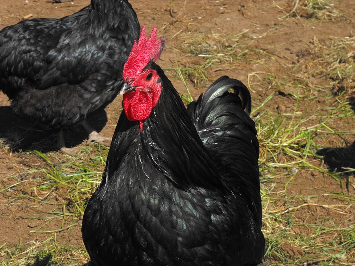 Black Australorp chicken — brown eggs, 6.5–8.5 lbs