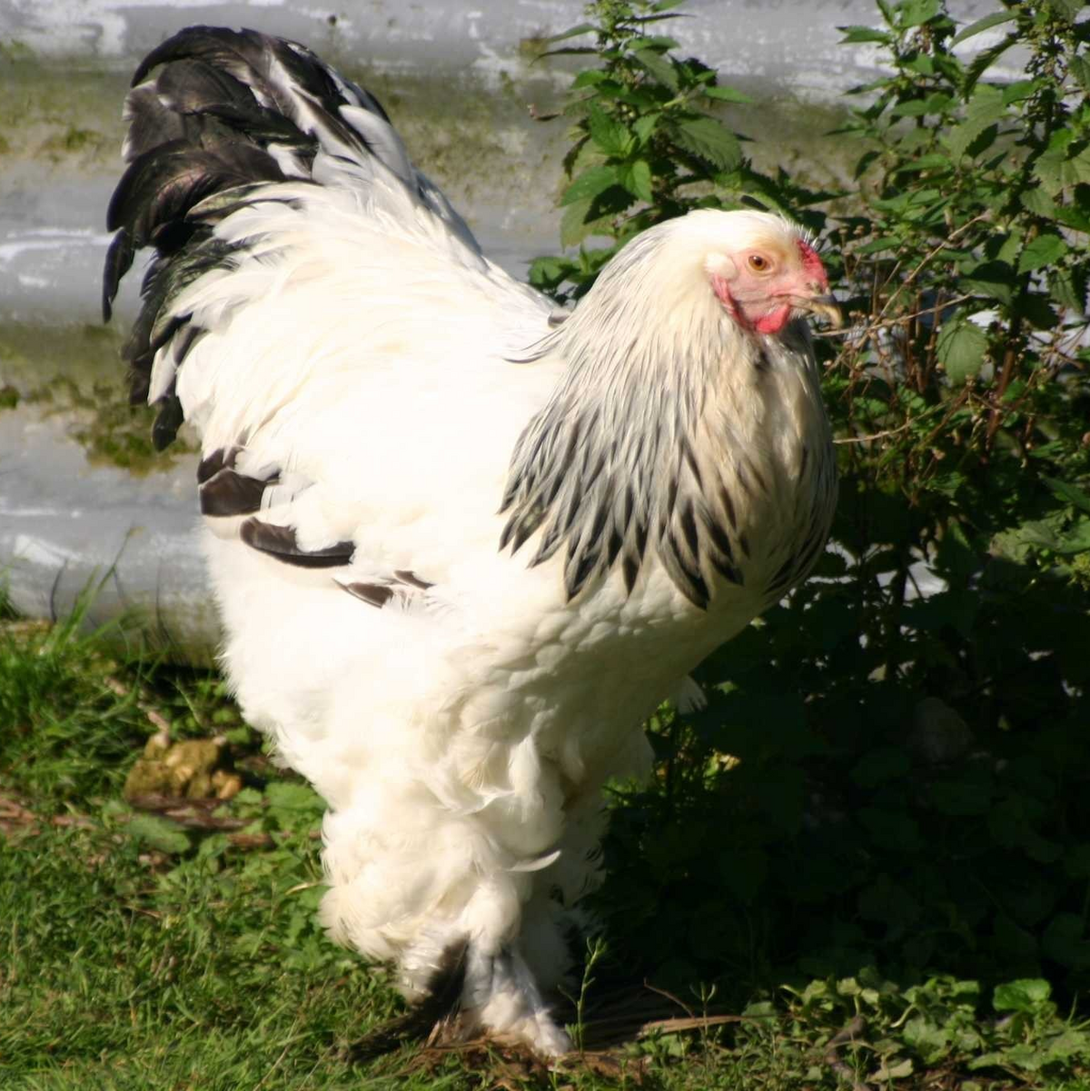 Light Brahma chicken — brown eggs, 9–12 lbs