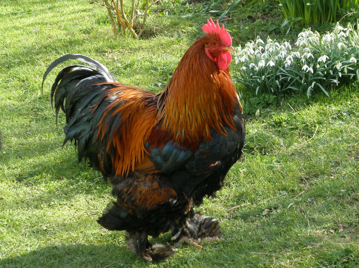 Cochin chicken — brown eggs, 8.5–11 lbs