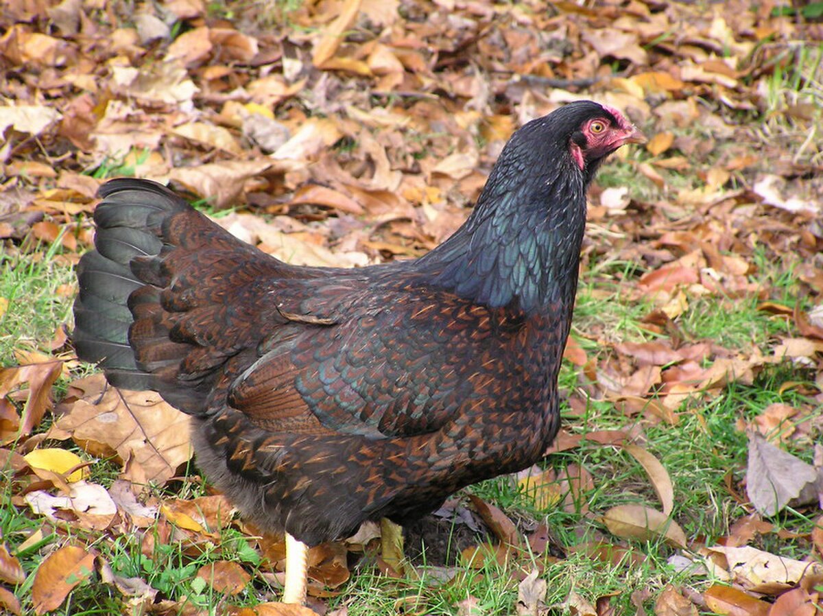 Cornish Cross chicken — tinted eggs, 6–10 lbs (slaughtered at 6–8 weeks)