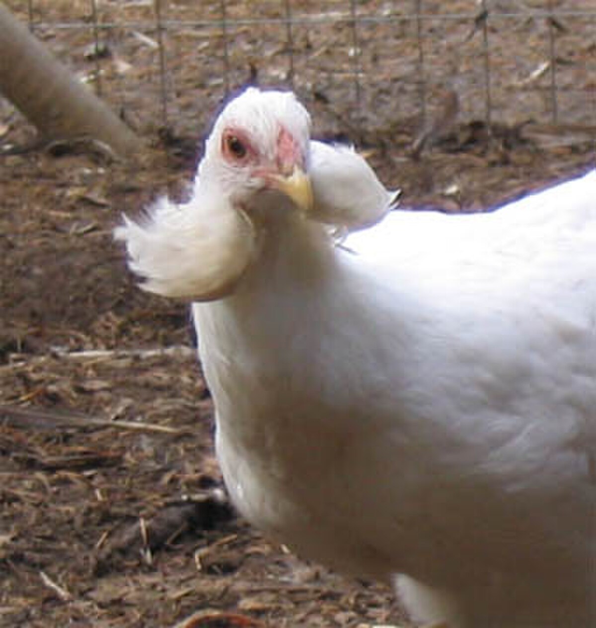 Easter Egger chicken — blue, green, pink, olive (varies per bird) eggs, 4–6 lbs