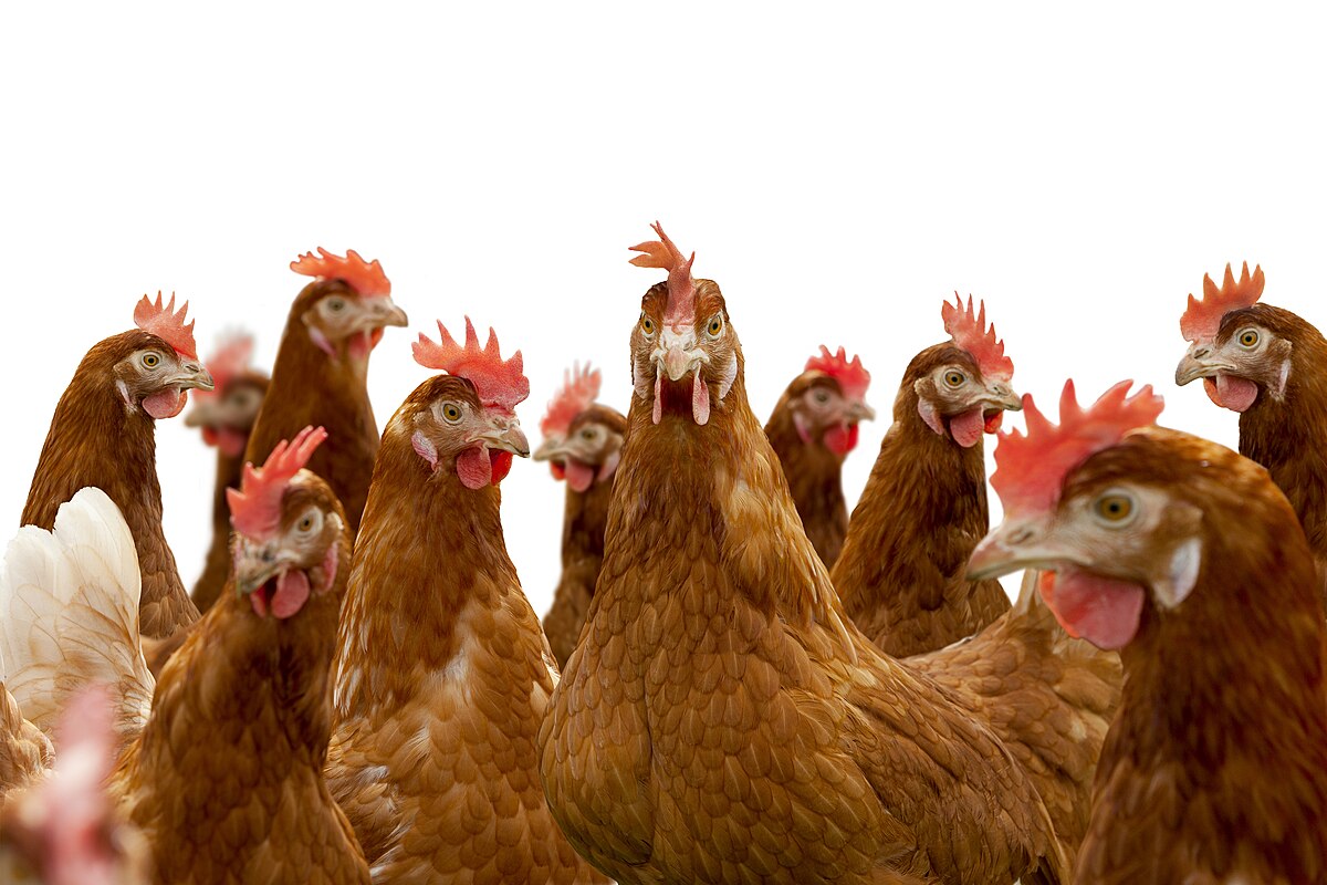 ISA Brown chicken — brown eggs, 5–6 lbs