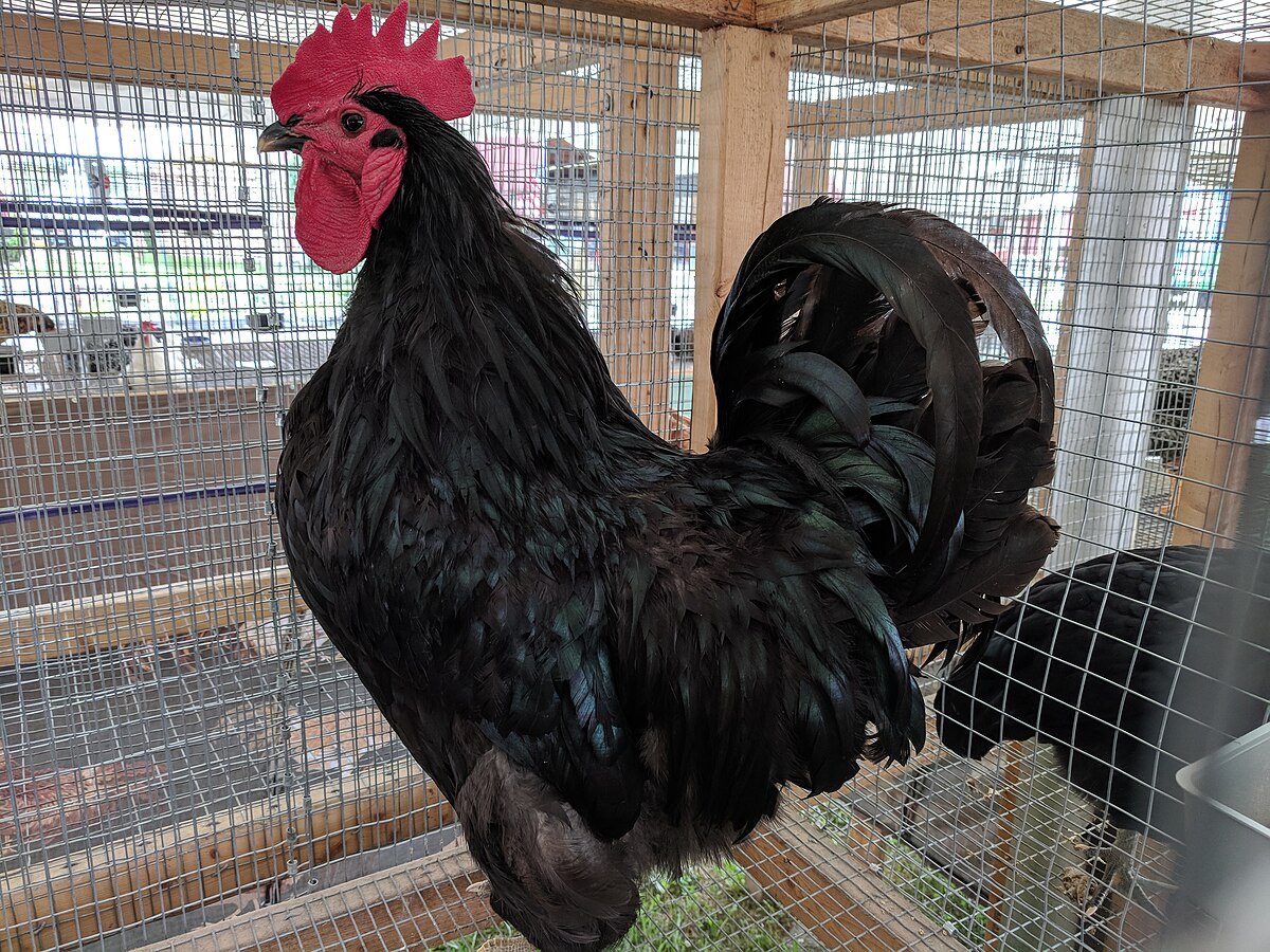 Jersey Giant chicken — brown eggs, 10–15 lbs