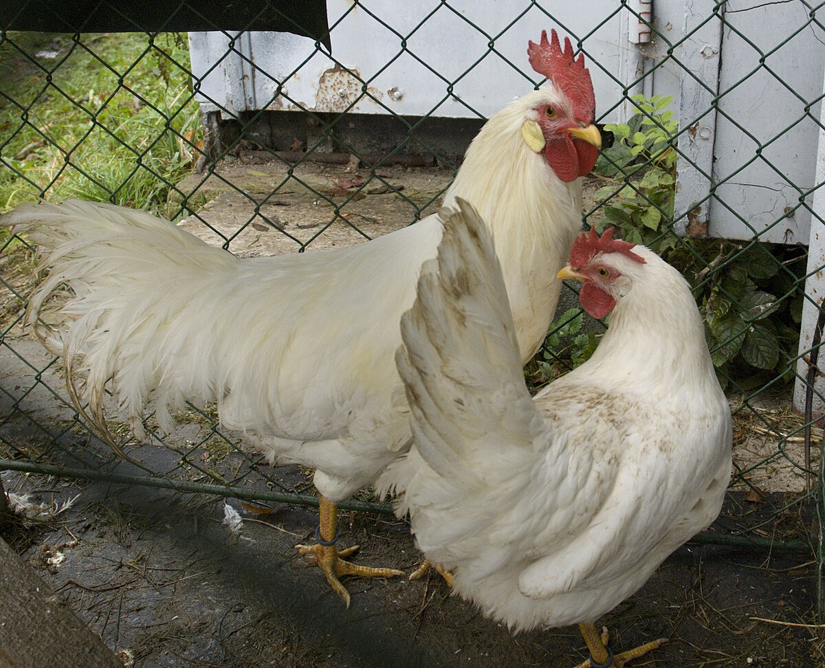 White Leghorn chicken — white eggs, 4.5–6 lbs