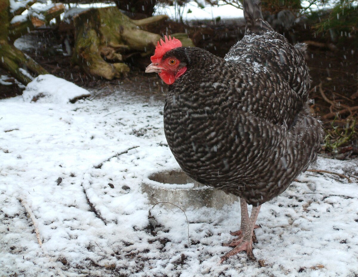 Black Copper Marans chicken — dark chocolate brown eggs, 6.5–8 lbs