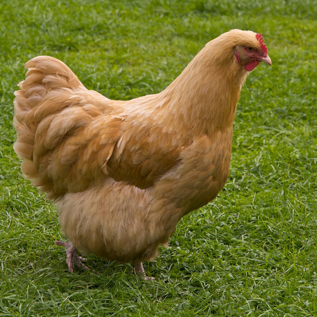 Buff Orpington chicken — brown eggs, 7–10 lbs