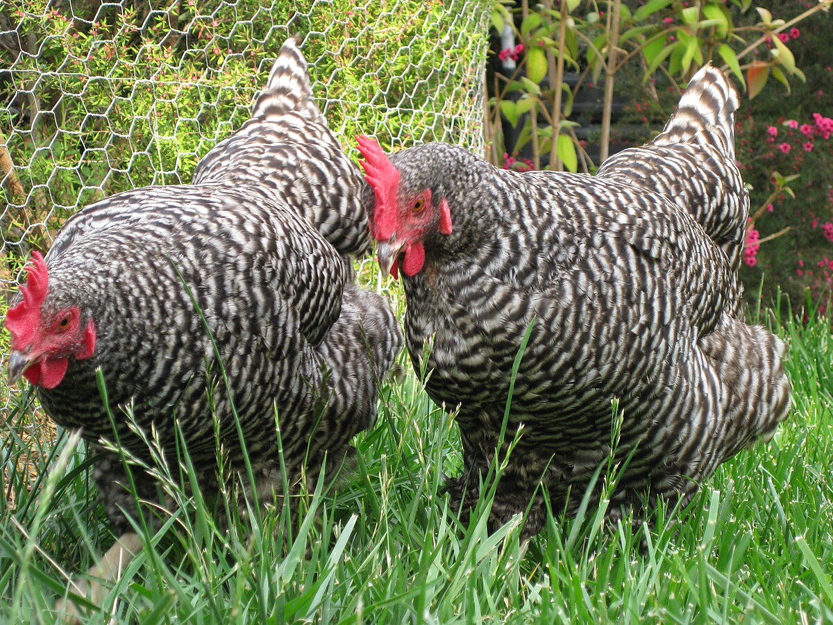 Barred Plymouth Rock chicken — brown eggs, 6.5–7.5 lbs