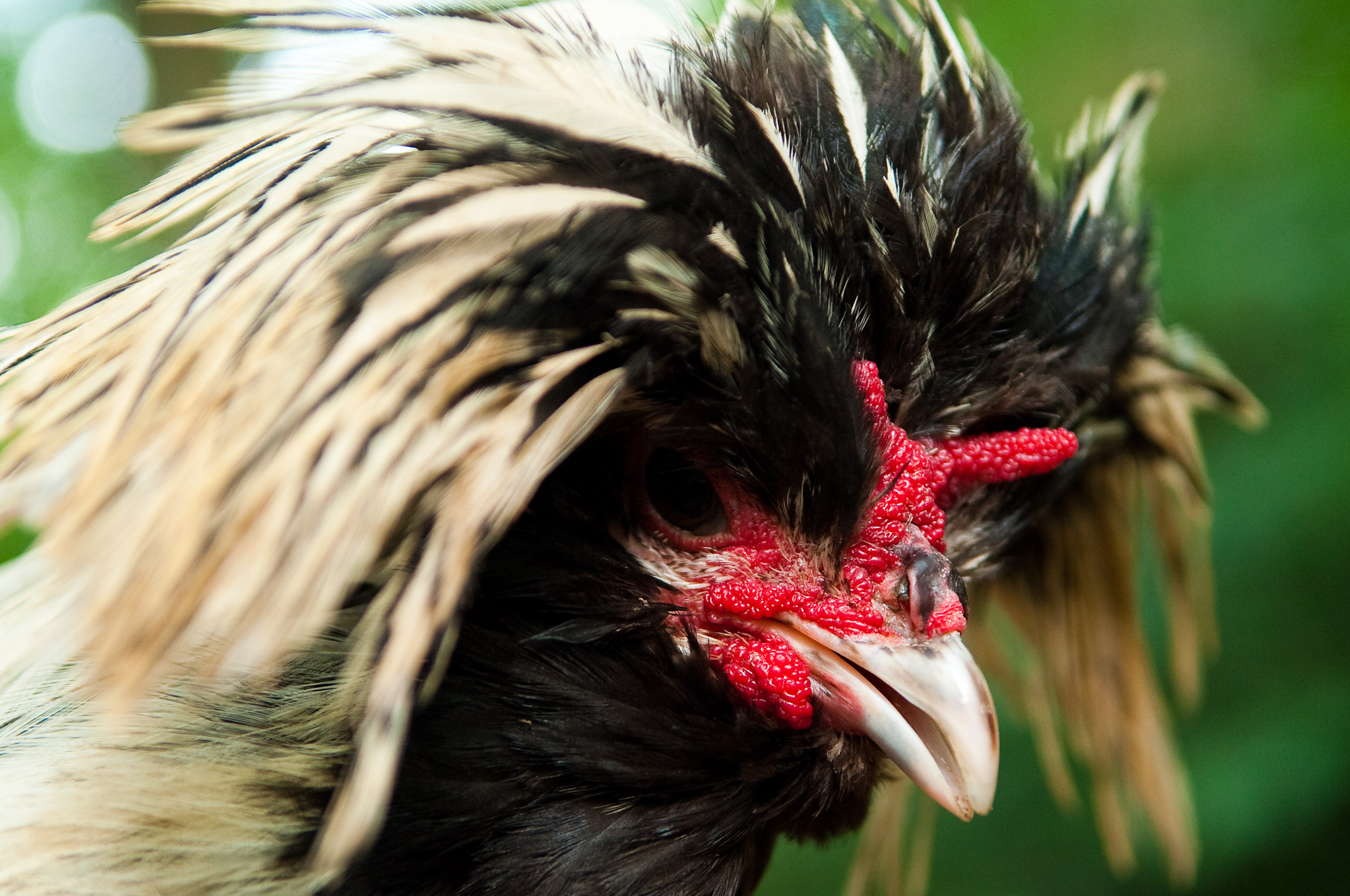 Polish (Crested) chicken — white eggs, 4.5–6 lbs