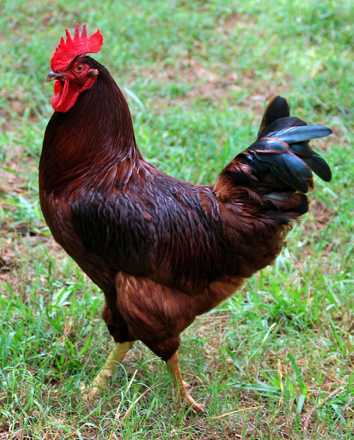 Rhode Island Red chicken — brown eggs, 6.5–8.5 lbs