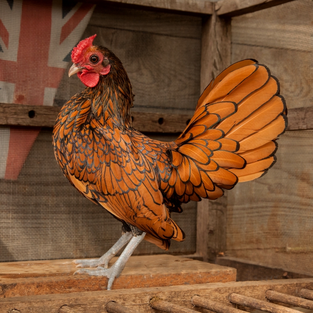 Sebright chicken — white / cream eggs, 1.25–1.5 lbs