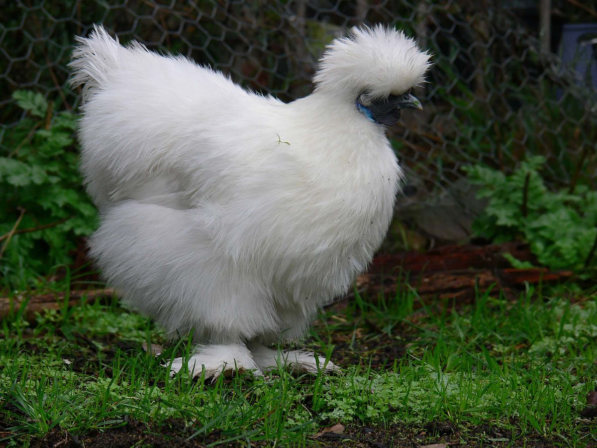 Silkie chicken — cream / tinted eggs, 2–3 lbs