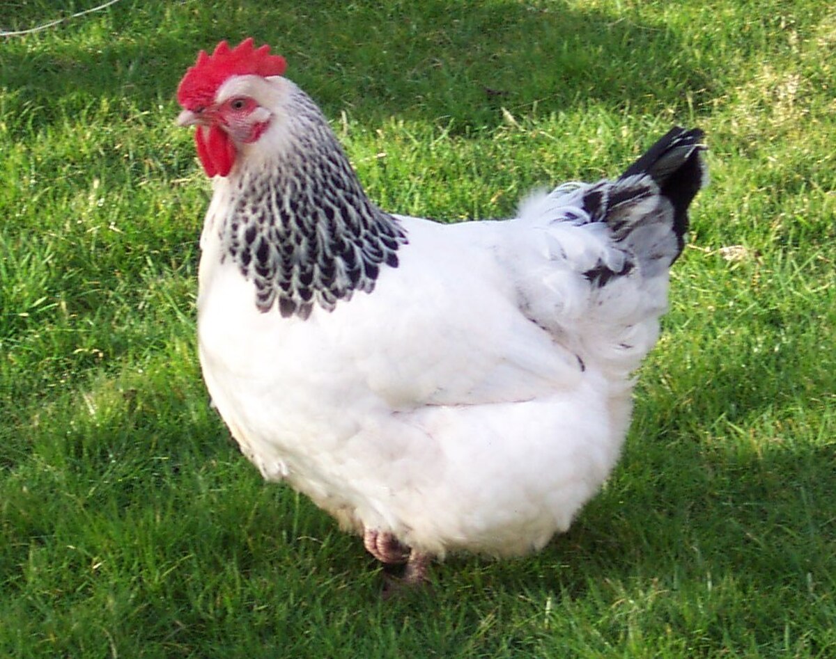 Speckled Sussex chicken — light brown / tinted eggs, 7–9 lbs