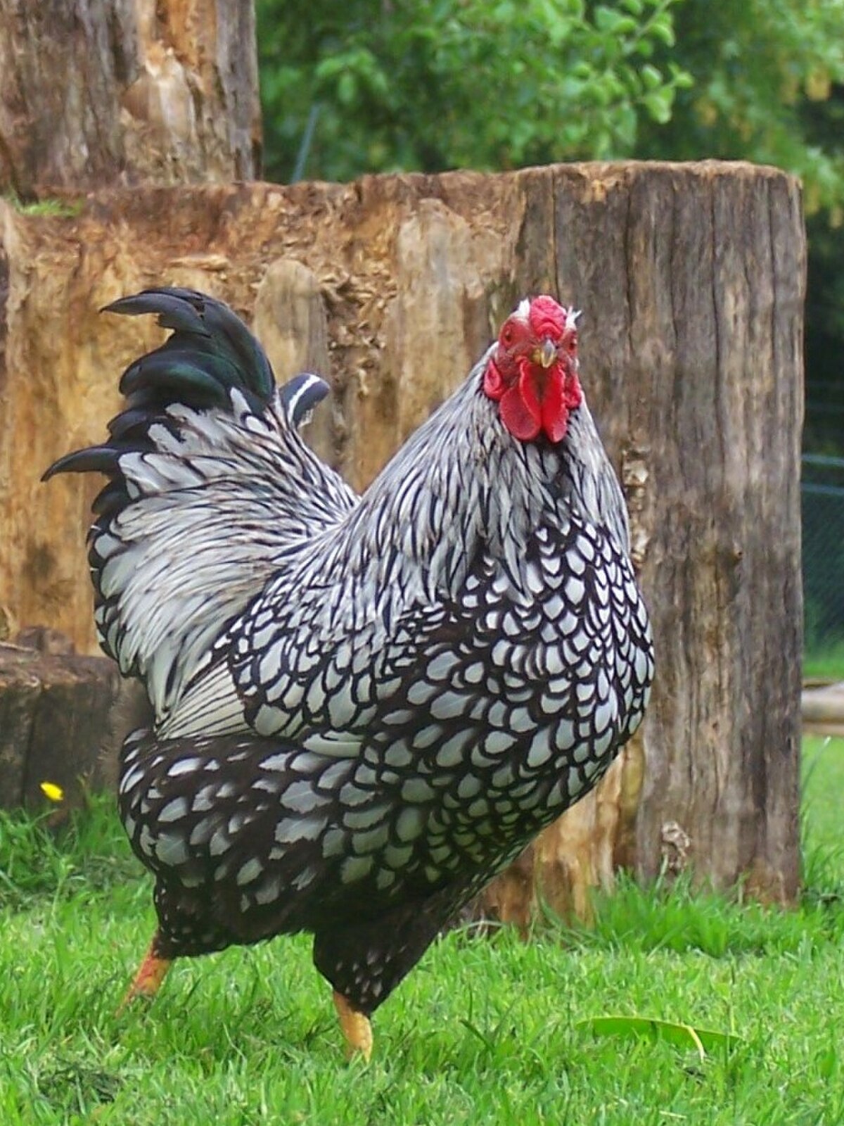 Silver Laced Wyandotte chicken — brown eggs, 6–8.5 lbs